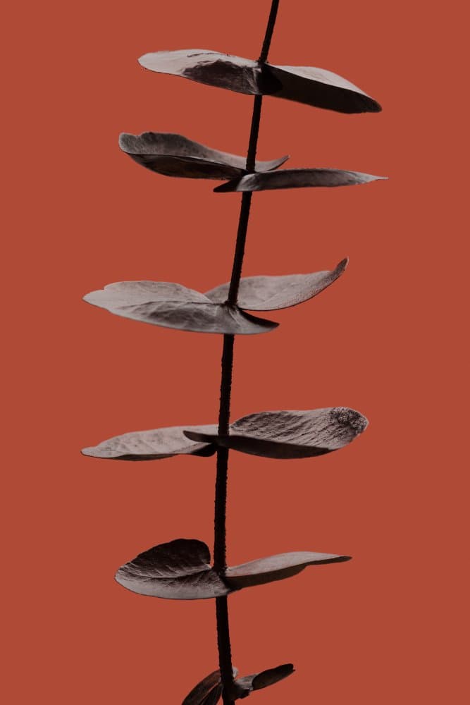 Terracotta Botanical Leaves by Pictufy Studio III — canvas wall art