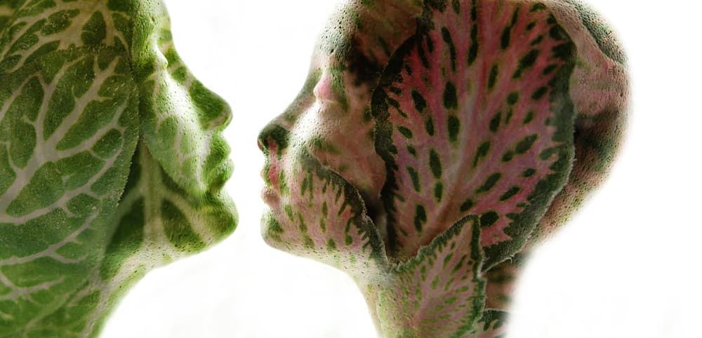Botanical Faces Connection by Heidi Westum — canvas wall art
