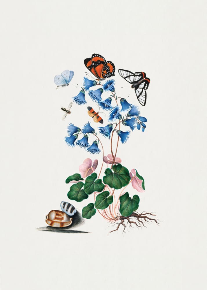 Soldanella by James Bolton — canvas wall art