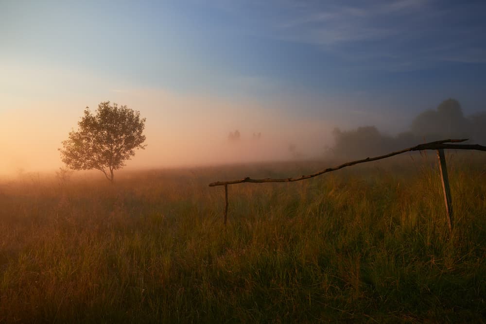 Misty Morning Tree by Krzysztof Mierzejewski — canvas wall art