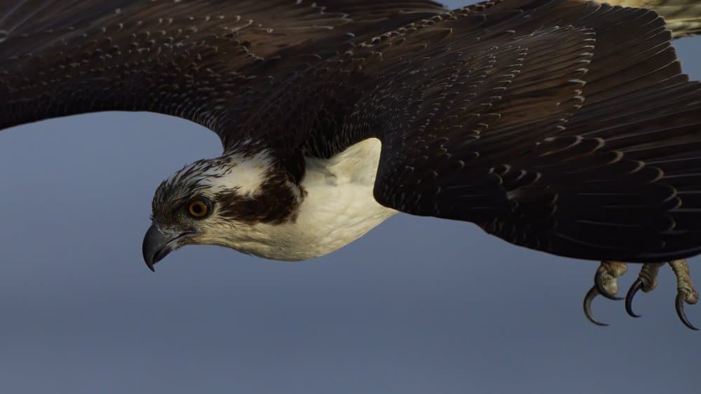 Osprey In Flight by Johnny Chen — canvas wall art