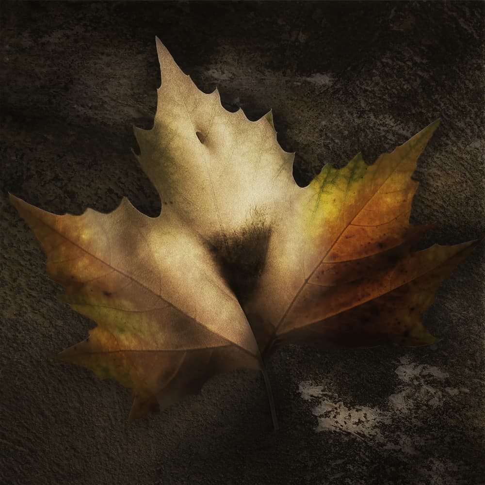 autumnn leaf by Jan Donckers — canvas wall art