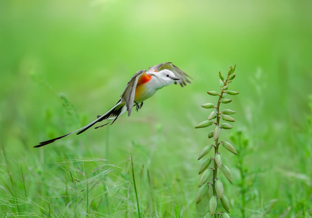 Wild Bird In Flight by Mike He — canvas wall art