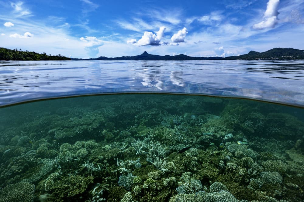 Tropical Over Under Reef by Serge Melesan — canvas wall art