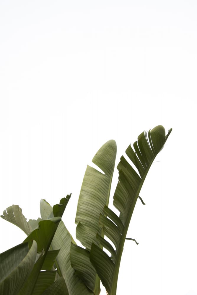 Minimal Tropical Leaves by amini54 — canvas wall art