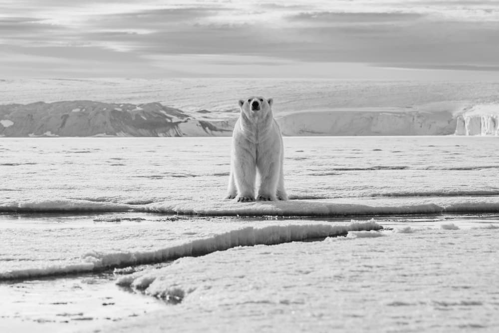 Standing Arctic Bear by Manish Nagpal — canvas wall art