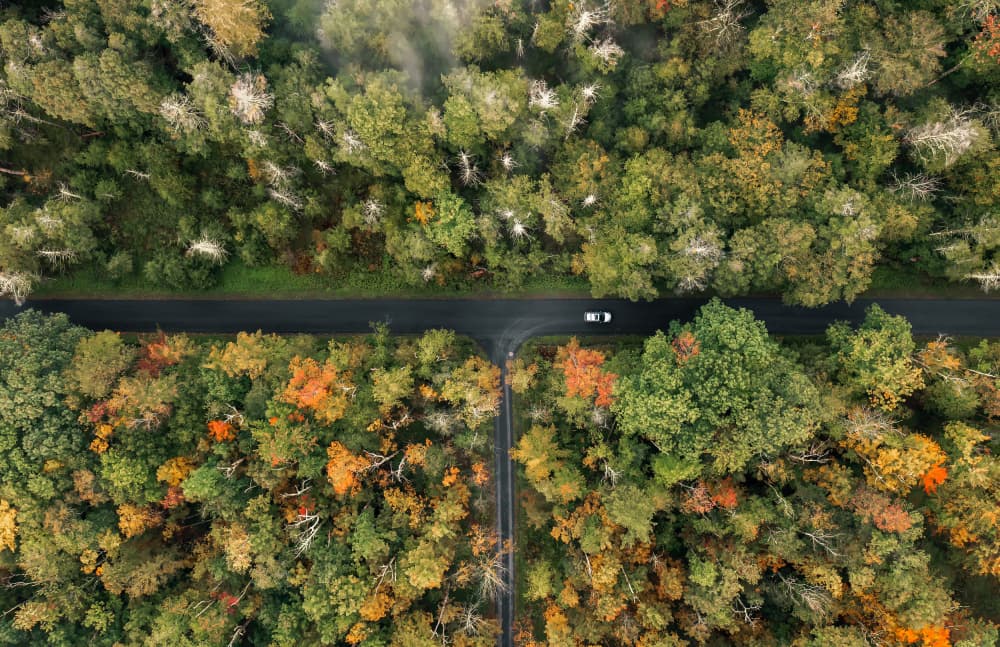 Autumn Forest Junction by Herbert Rong — canvas wall art