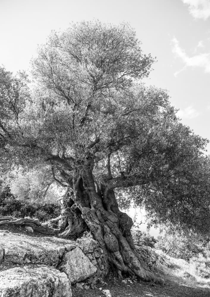 Ancient Sentinel by Shot by Clint — canvas wall art