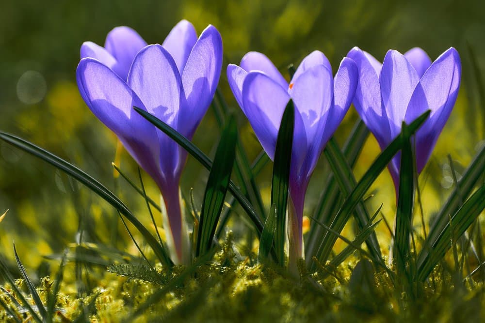 Vibrant Spring Crocus by Bodo Balzer — canvas wall art