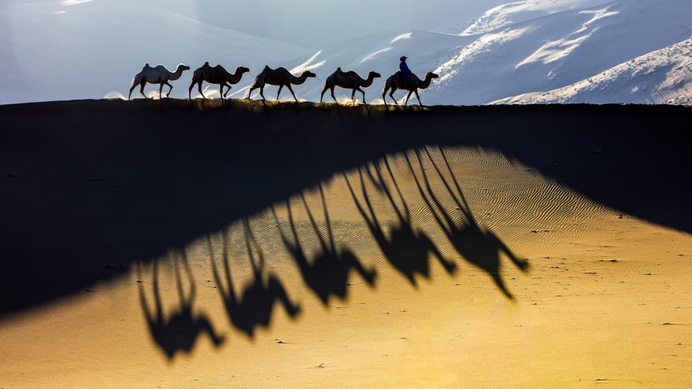 Desert Caravan Long Shadows by Shin Woo Ryu — canvas wall art