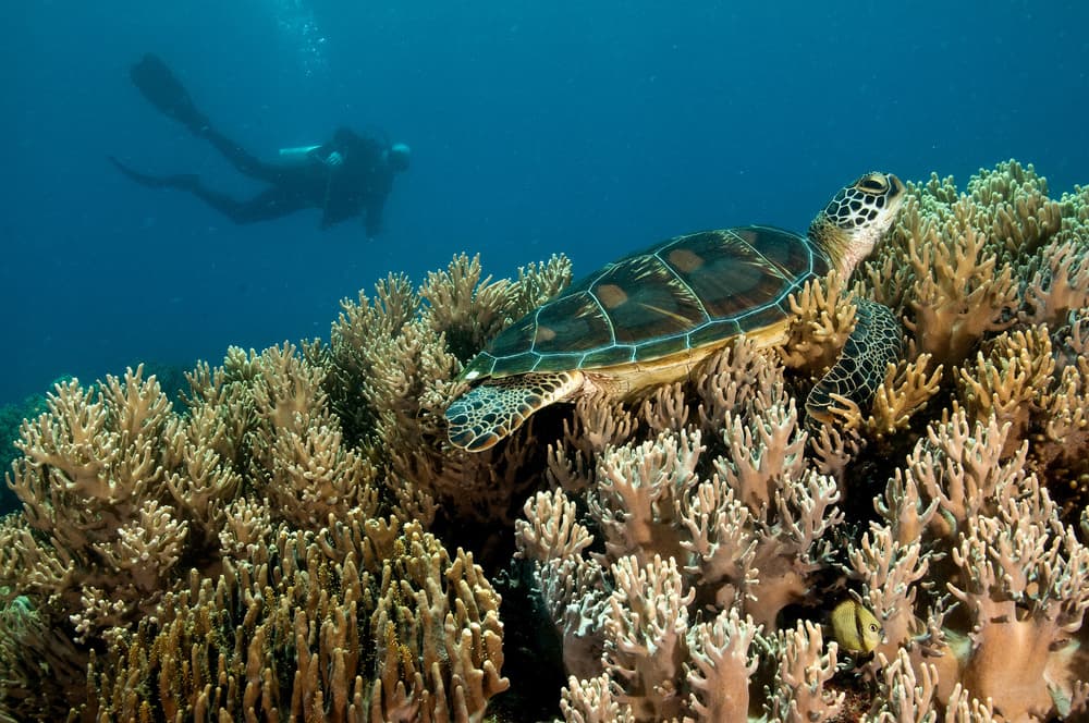 Underwater Turtle and Diver by Ilan Ben Tov — canvas wall art