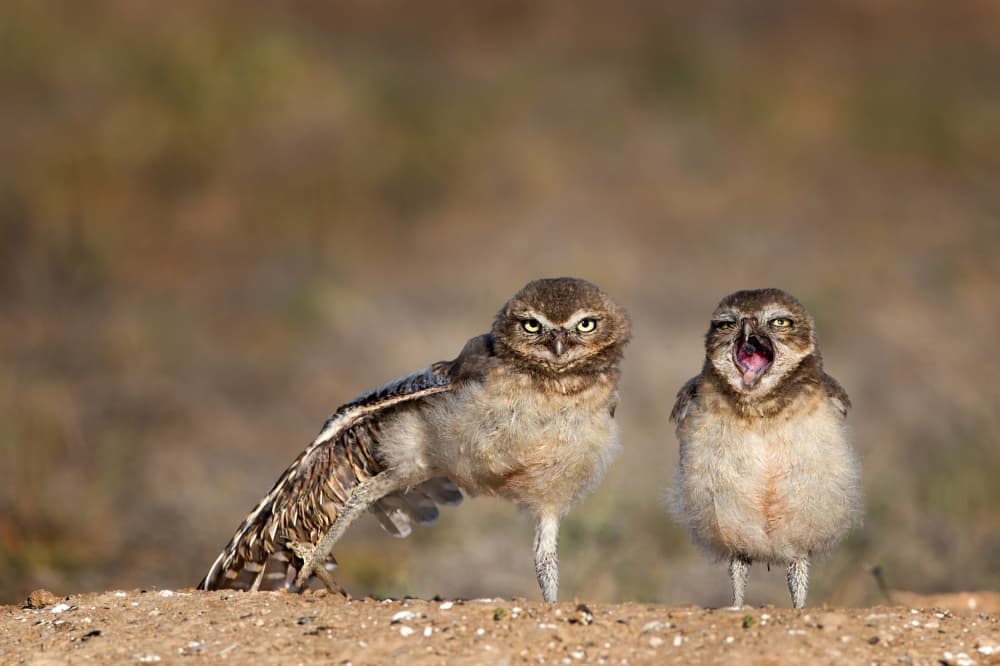 Burrowing Owl Expressions by verdon — canvas wall art