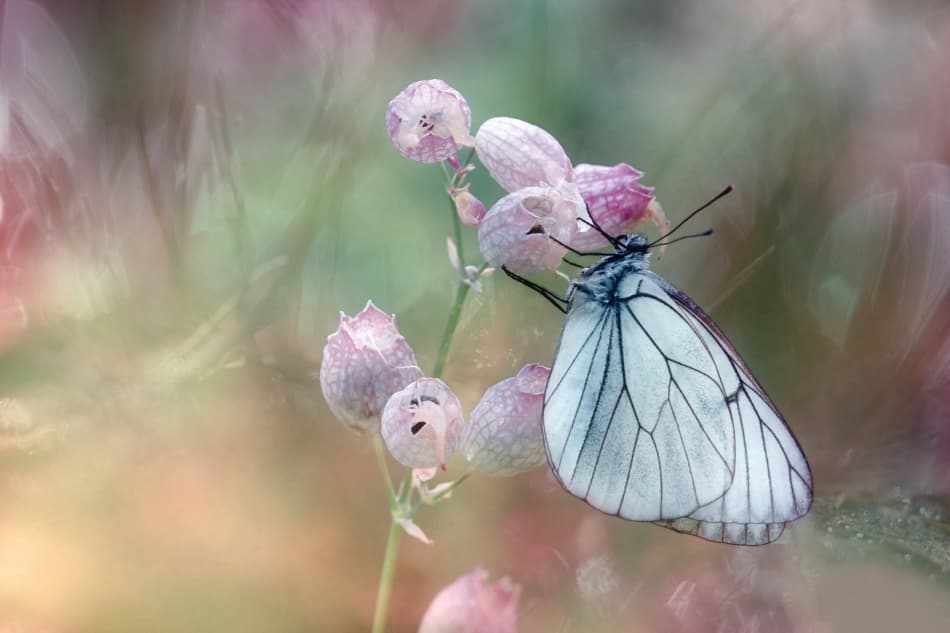 Delicate Butterfly in Pastel Garden by Wil Mijer — canvas wall art