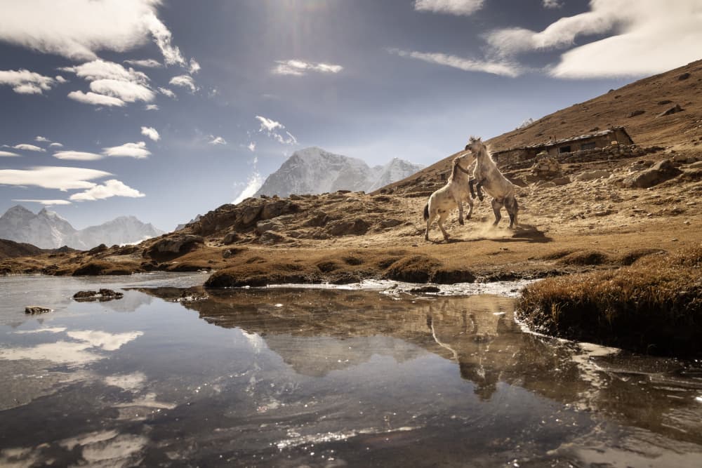 Wild Horses Mountain Landscape by Dan Mirica — canvas wall art