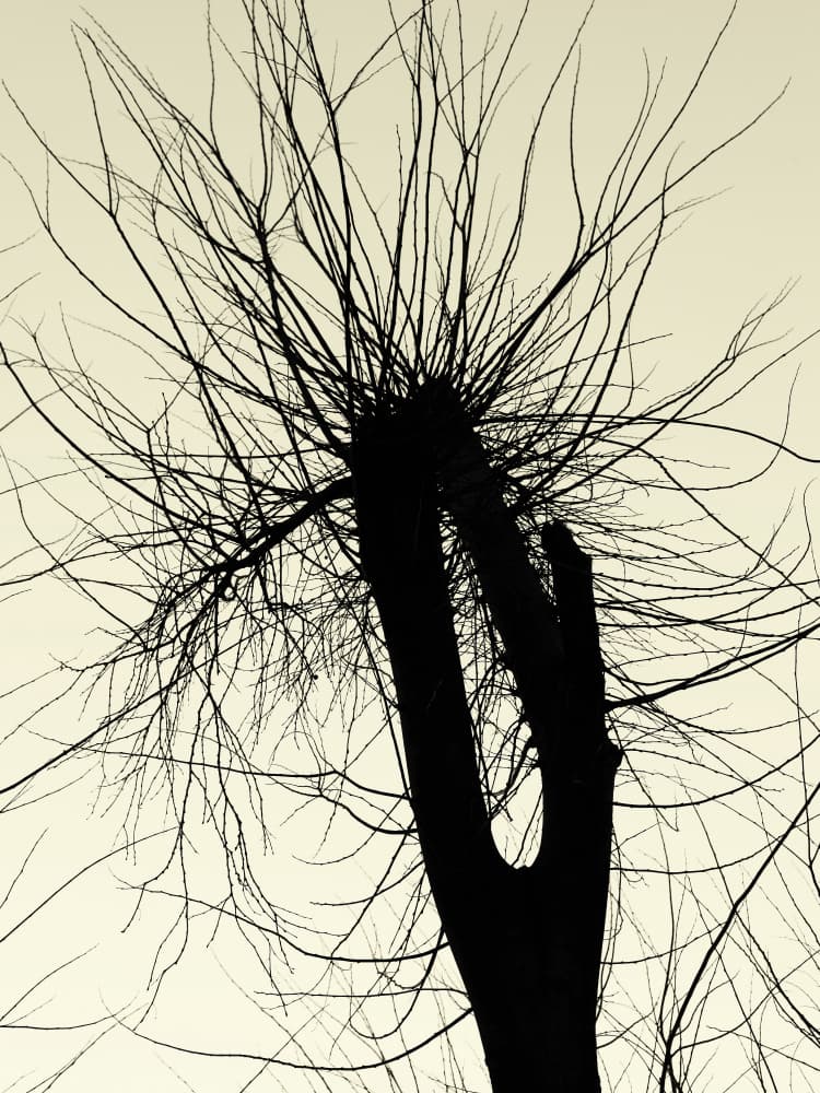 Stark Tree Silhouette by Petr Strnad — canvas wall art