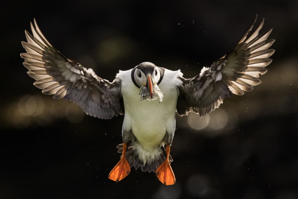 Puffin Landing With Catch by Dan Mirica — canvas wall art
