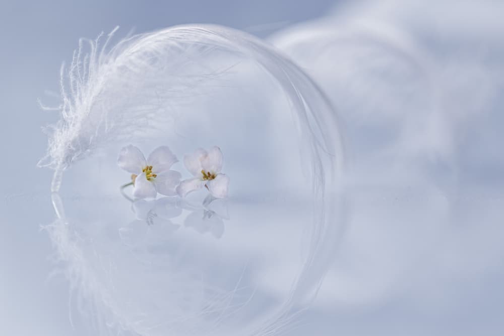 Serene Floral Feather by Igor Kopcev — canvas wall art