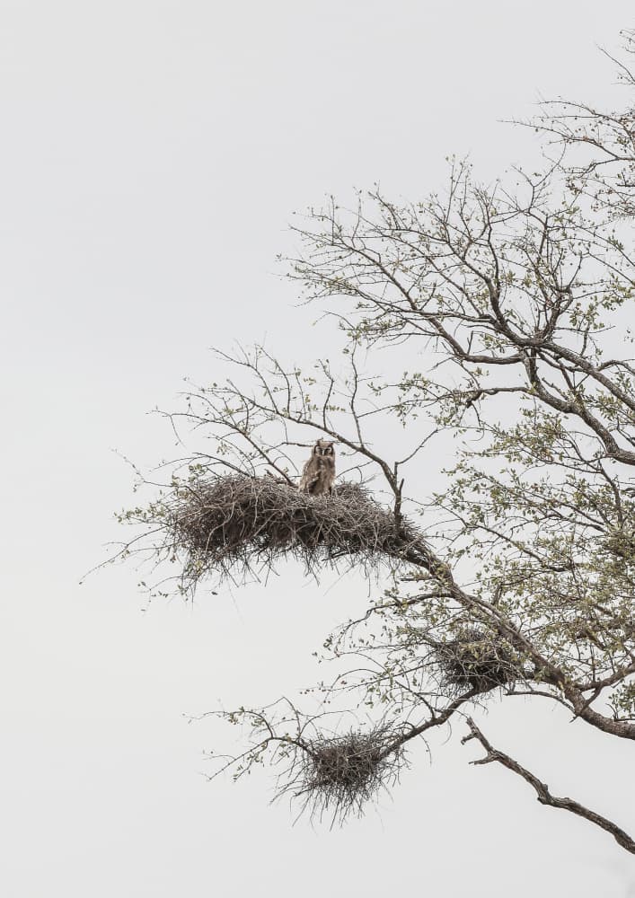 Owl's Perch by Shot by Clint — canvas wall art