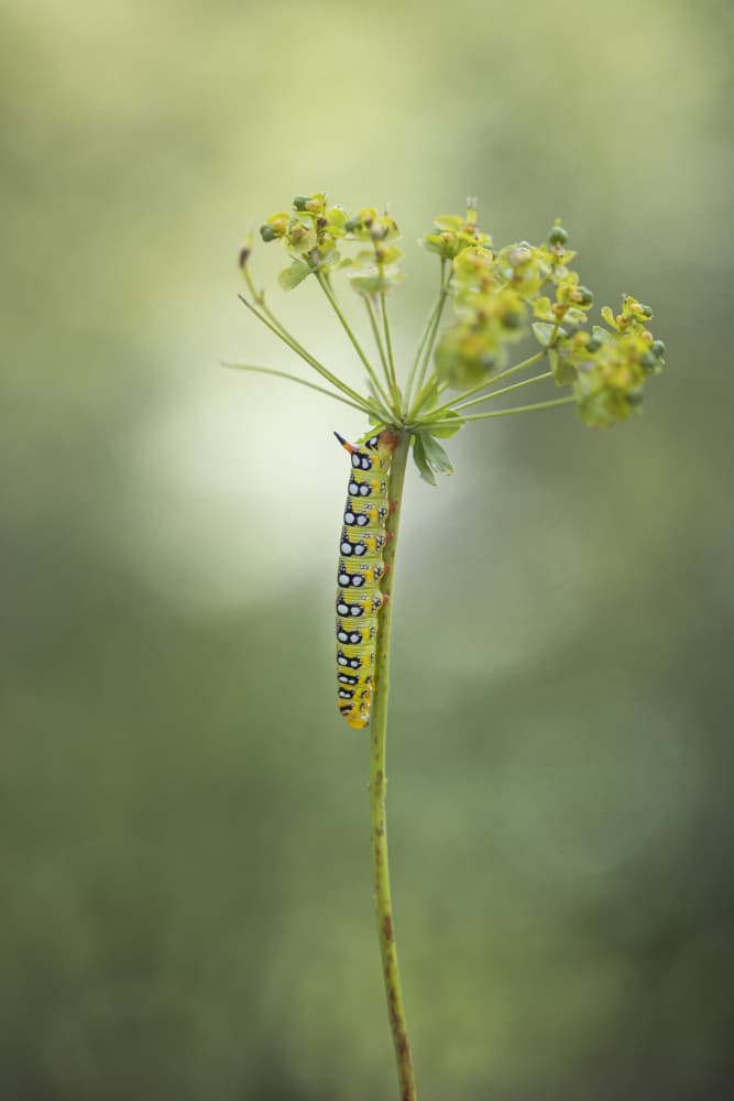 Striped Caterpillar Bloom by Roelof de Hoog — canvas wall art
