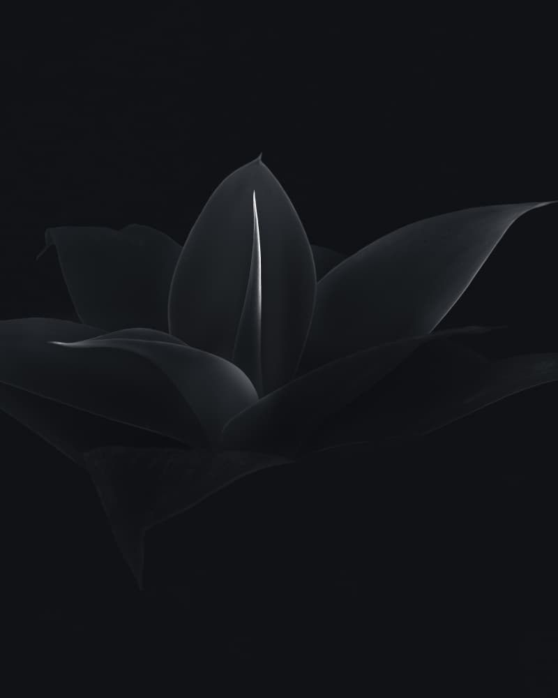 Dark Minimalist Plant by Olavo Azevedo — canvas wall art