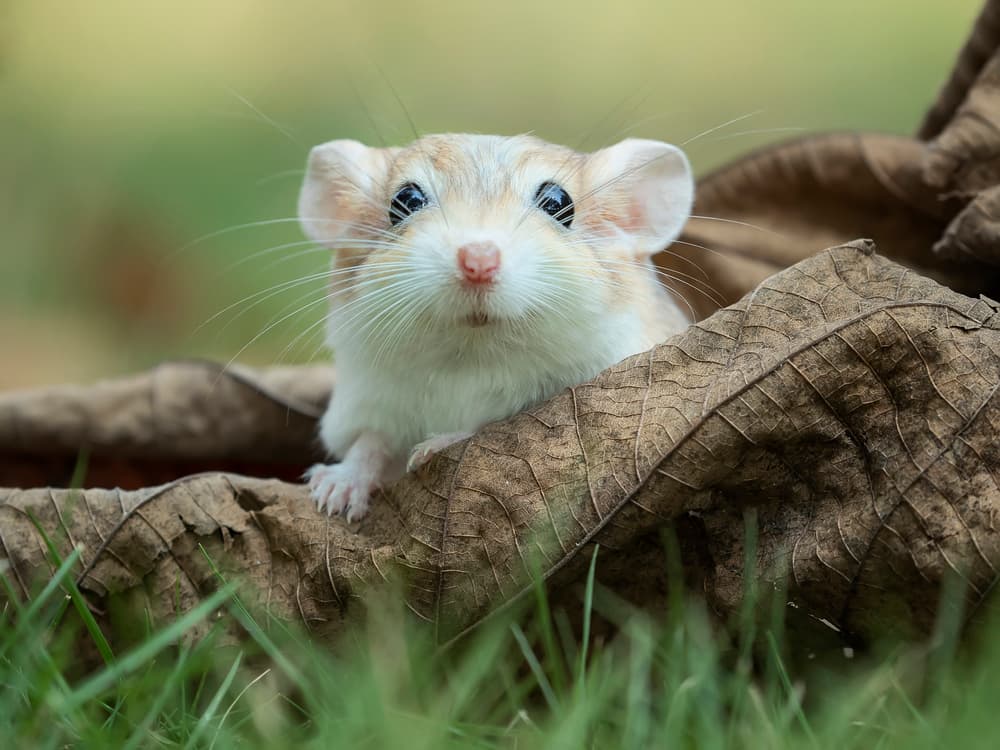 Big-Eyed Desert Mouse by Tantoyensen — canvas wall art