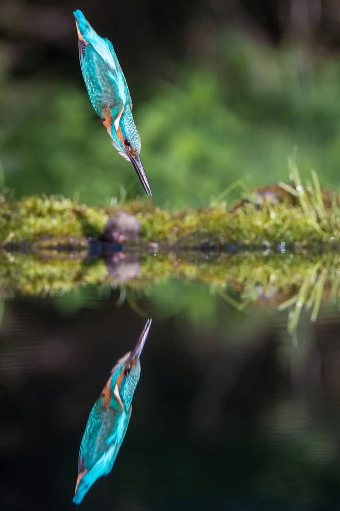 Kingfisher Diving Reflection by Petr Simon — canvas wall art