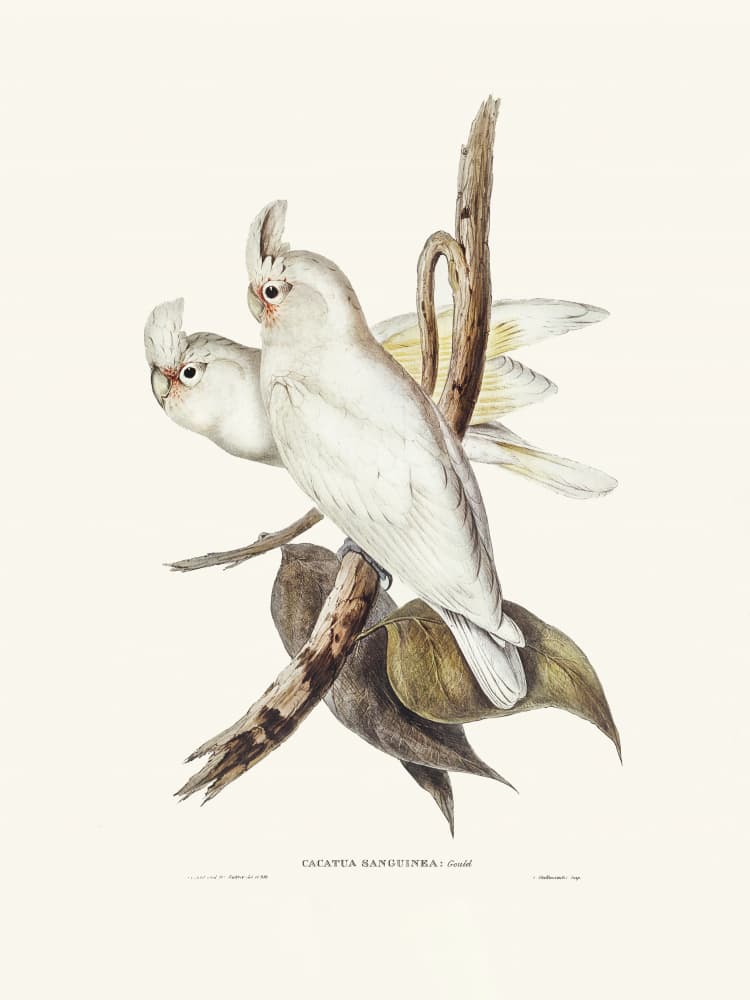 Blood Stained Cockatoo by Elizabeth and John Gould — canvas wall art