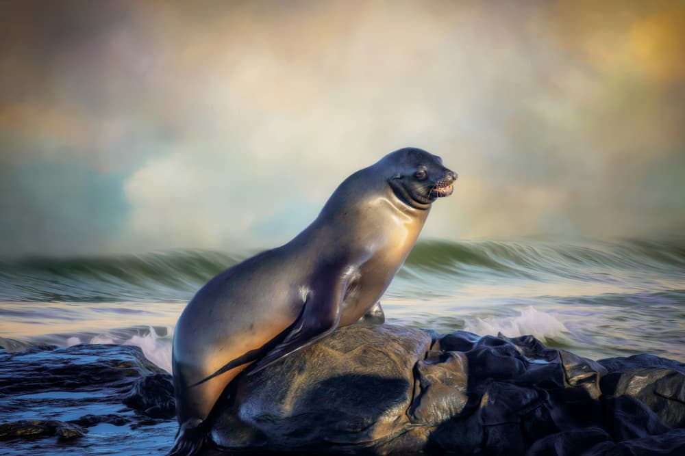 Golden Hour Sea Lion by Barbara Fletcher — canvas wall art