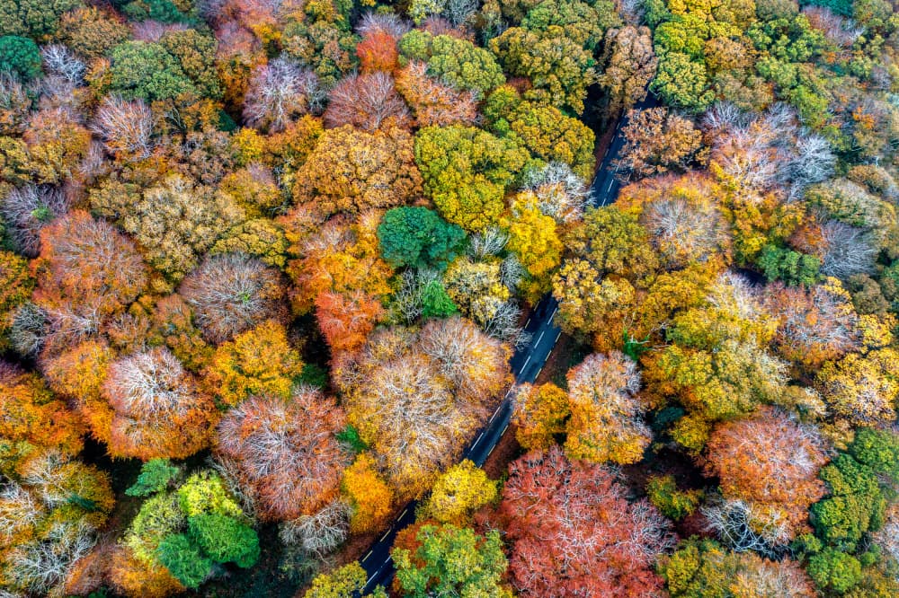 Vibrant Autumn Forest by Srecko Jubic — canvas wall art