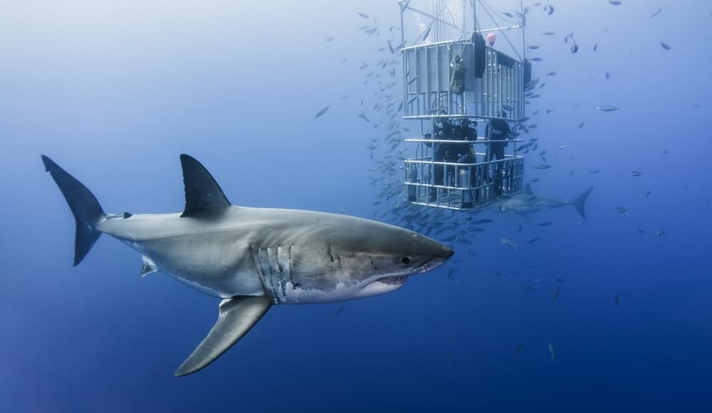 Great White Shark Dive by Davide Lopresti — canvas wall art