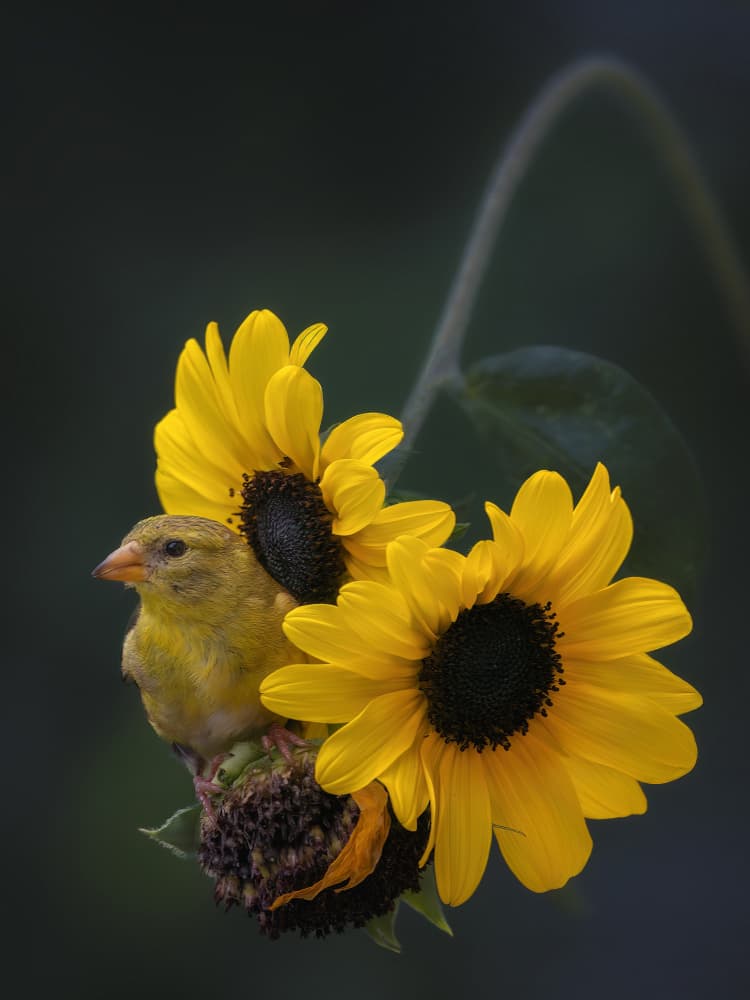 Yellow Finch Sunflowers by Leechee Z — canvas wall art