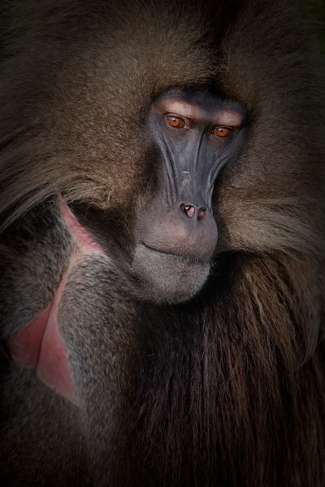 Wild Baboon Gaze by Luigi Ruoppolo — canvas wall art