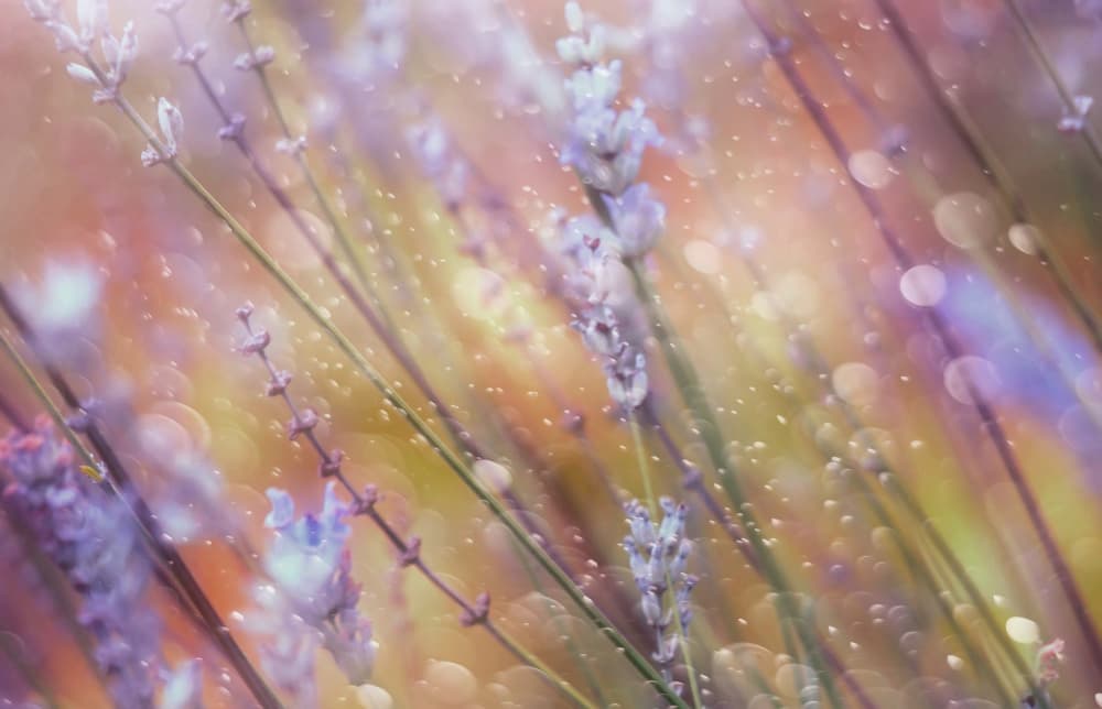 Dreamy Lavender Bokeh by Delphine Devos — canvas wall art