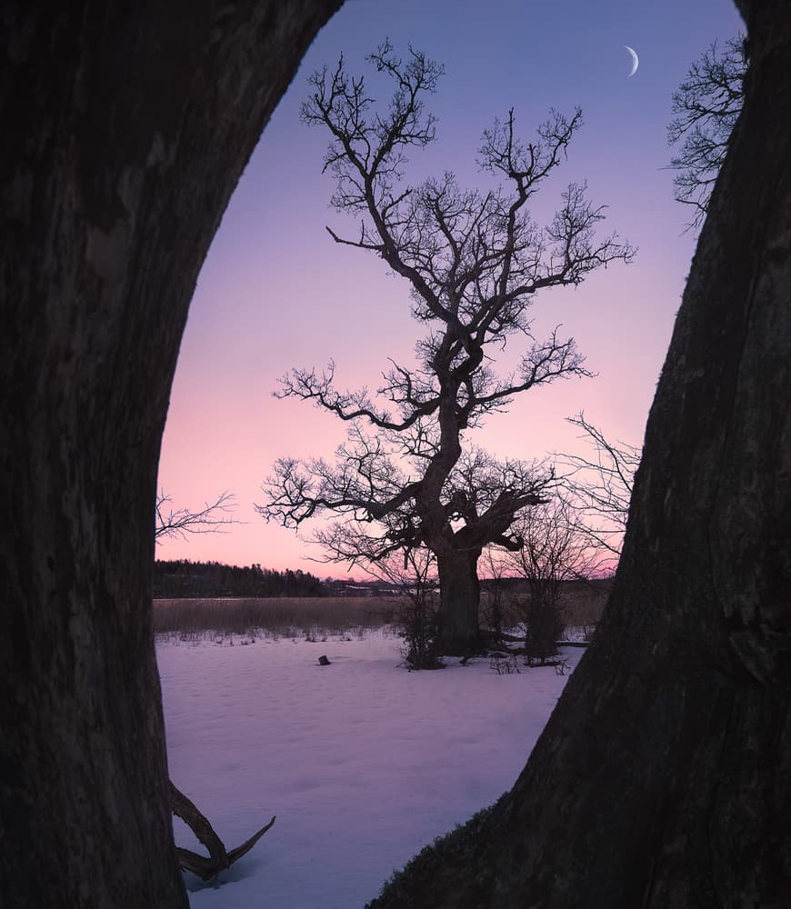 Twilight Oak Moon by Christian Lindsten — canvas wall art