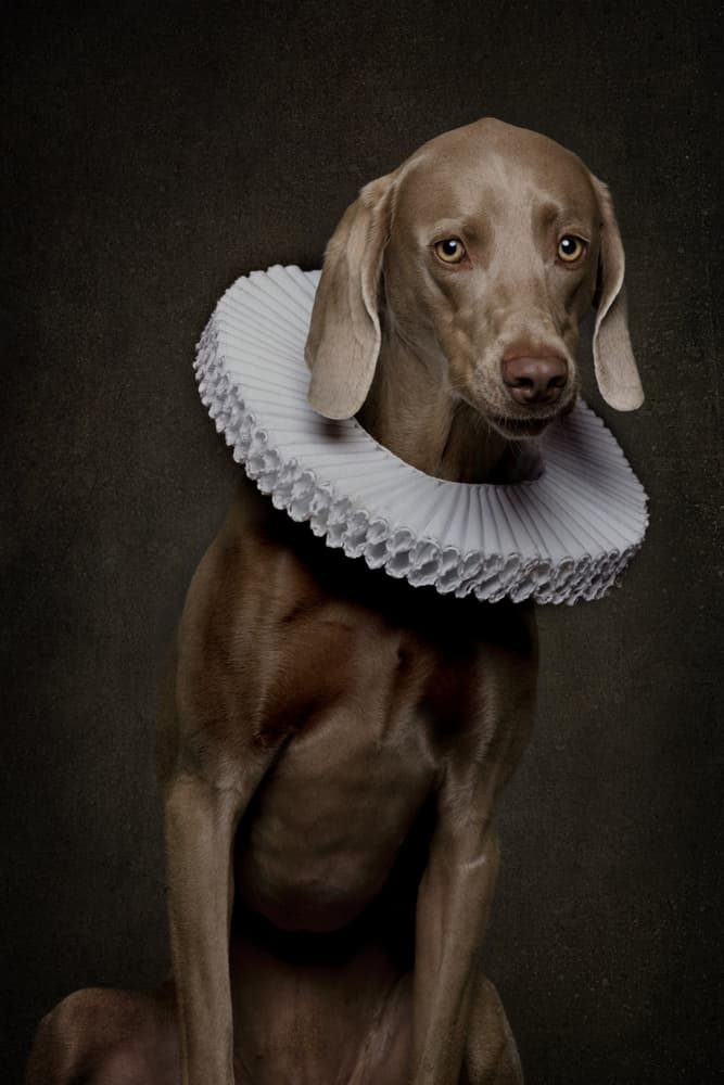 Elizabethan Dog Portrait by Carine Belzon — canvas wall art