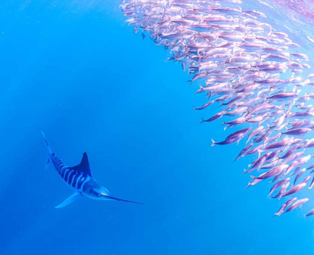 Marlin Hunting School by KIMIO KOBAYASHI — canvas wall art