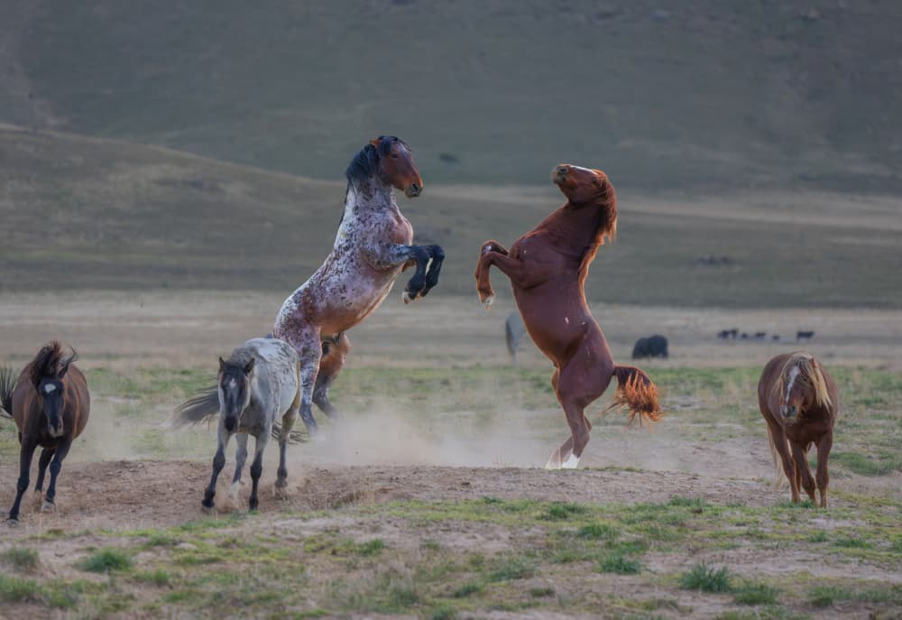 Wild Horse Showdown by MIN LI — canvas wall art