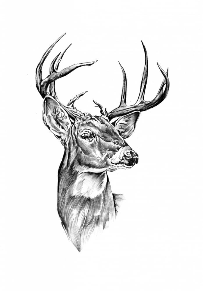 Noble Buck Portrait by Kulik — canvas wall art