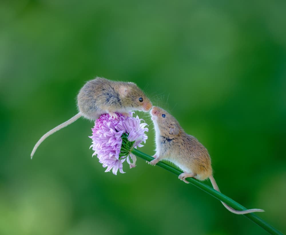 Two Harvest Mice by Cristian Vasile — canvas wall art