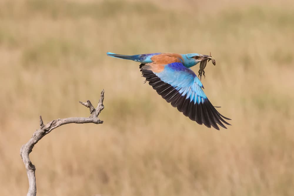 Vibrant Roller Hunting Lizard by Phillip Chang — canvas wall art