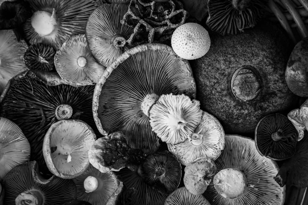 Monochrome Mushroom Medley by Marija Kordić — canvas wall art