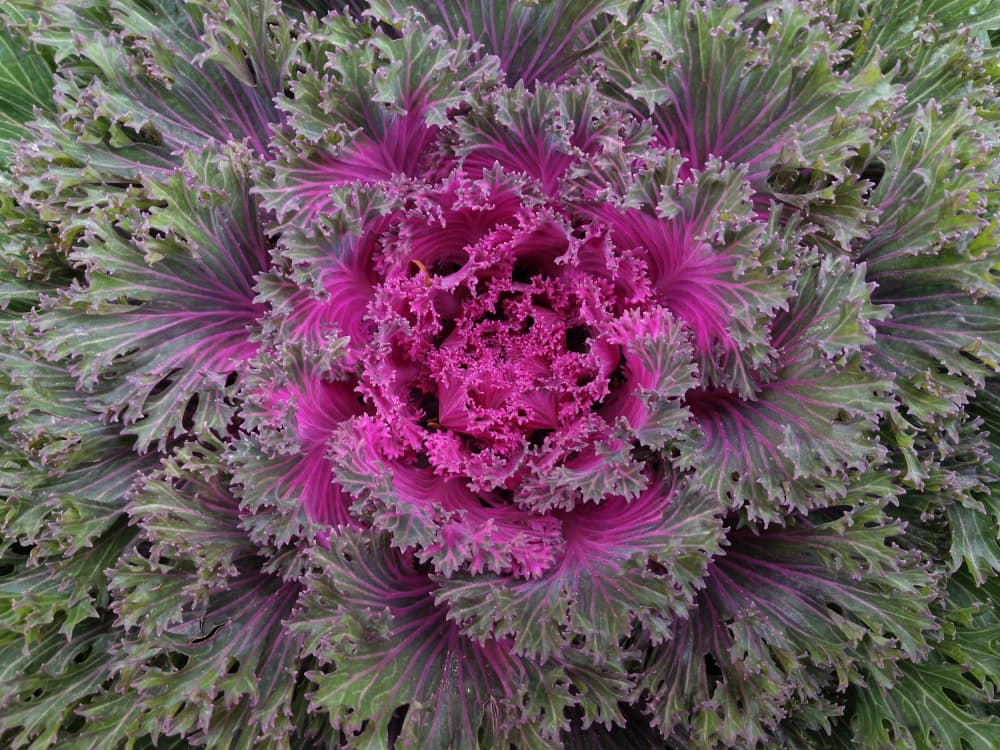 Vibrant Ornamental Kale by Rose Ungvari — canvas wall art