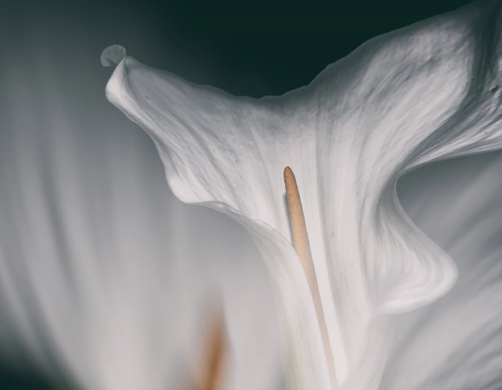 Soft Calla Lily by Francesca Ferrari — canvas wall art