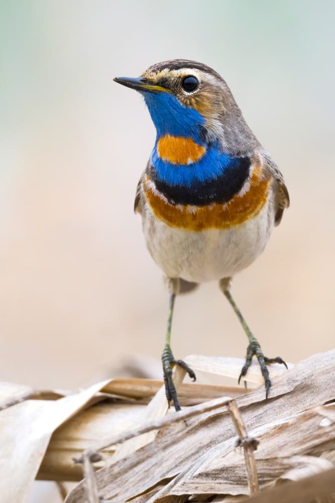 Vibrant Bluethroat Bird by Dmitry Doronin — canvas wall art