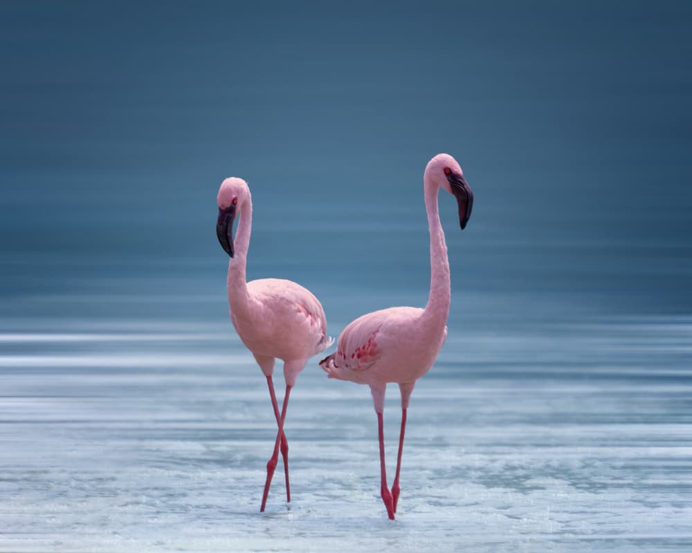 Graceful Pink Flamingos by Yu Mao — canvas wall art