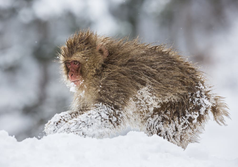 Playful Snow Monkey by Ozan AKTAS — canvas wall art