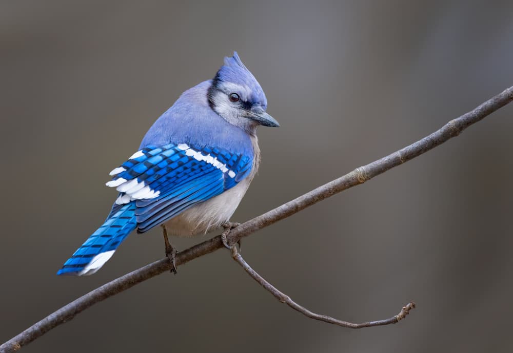 Vibrant Blue Jay Perched by Molly Fu APA — canvas wall art