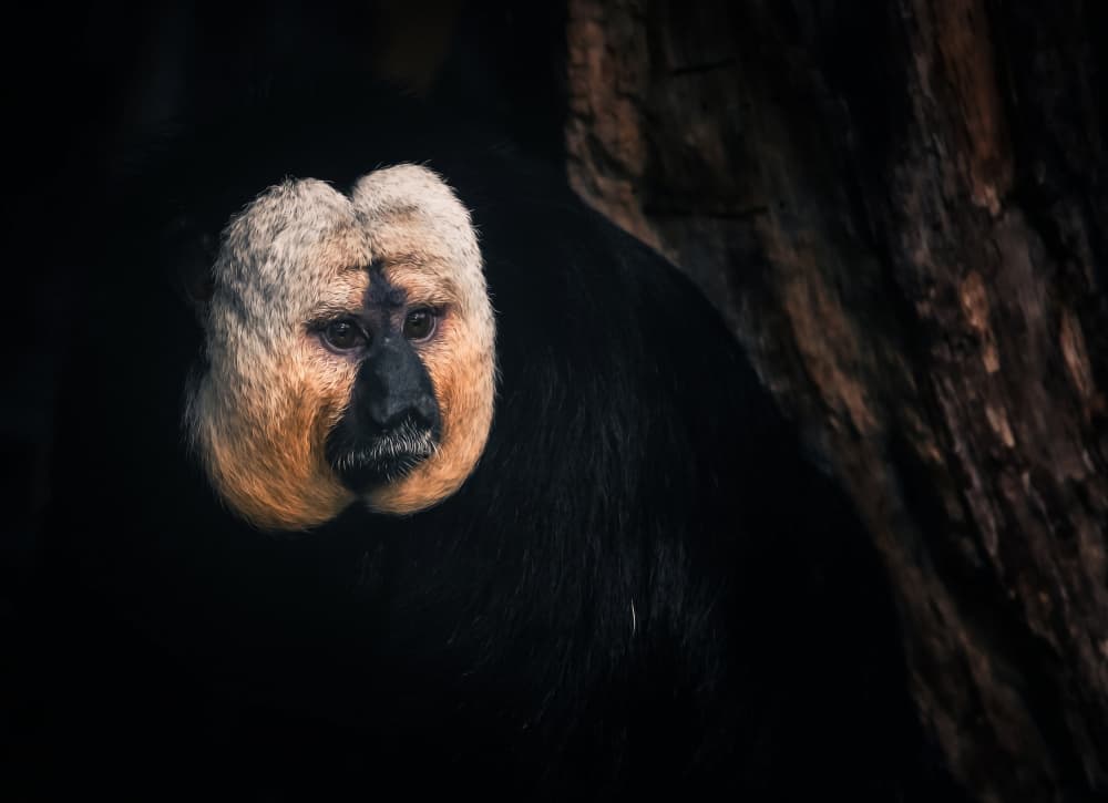 Saki Monkey Portrait by Zina Heg — canvas wall art