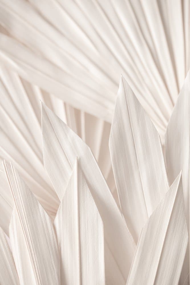 Soft Palm Leaves by Pictufy Studio III — canvas wall art