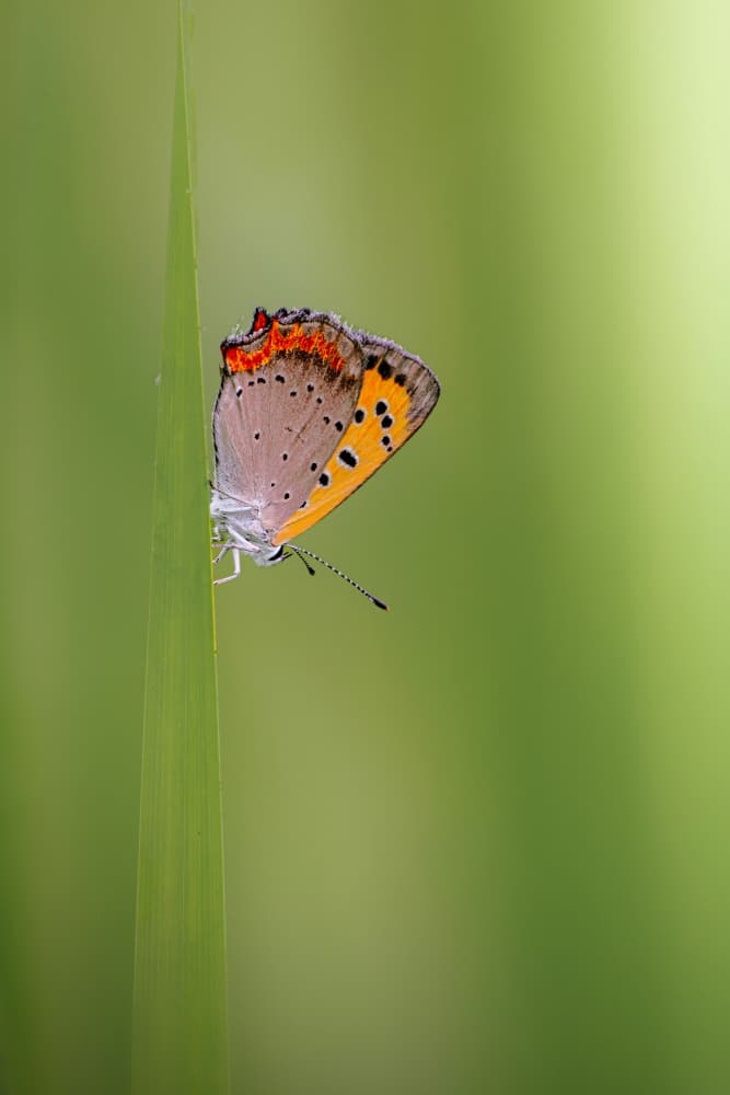 Delicate Butterfly on Grass by Takafumi Yamashita — canvas wall art